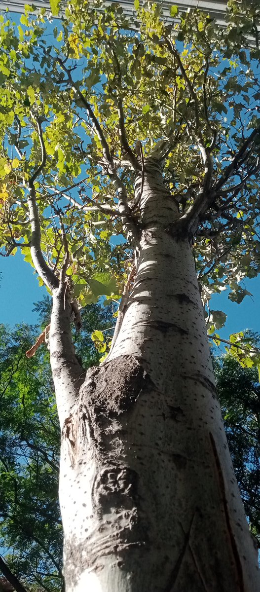 La NATURA en otros HABITATS.
Está especie es el Plátano o Sicomoro es un HÍBRIDO denominado Platanus x hispánica.
Es un árbol utilizado para adornar las aceras y parques.
 Barcelona (Cataluña)