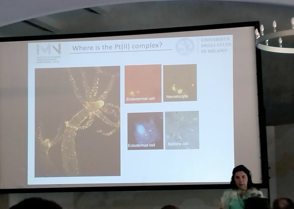 Luca Conti (@lucaconti_chem) on Twitter photo The fascinating bright light of Platinum by Prof. Luisa De Cola at <a href="/ISCSS2024/">3th ISC Summer School 2026</a> The fascinating bright light of Platinum by Prof. Luisa De Cola at <a href="/ISCSS2024/">3th ISC Summer School 2026</a>