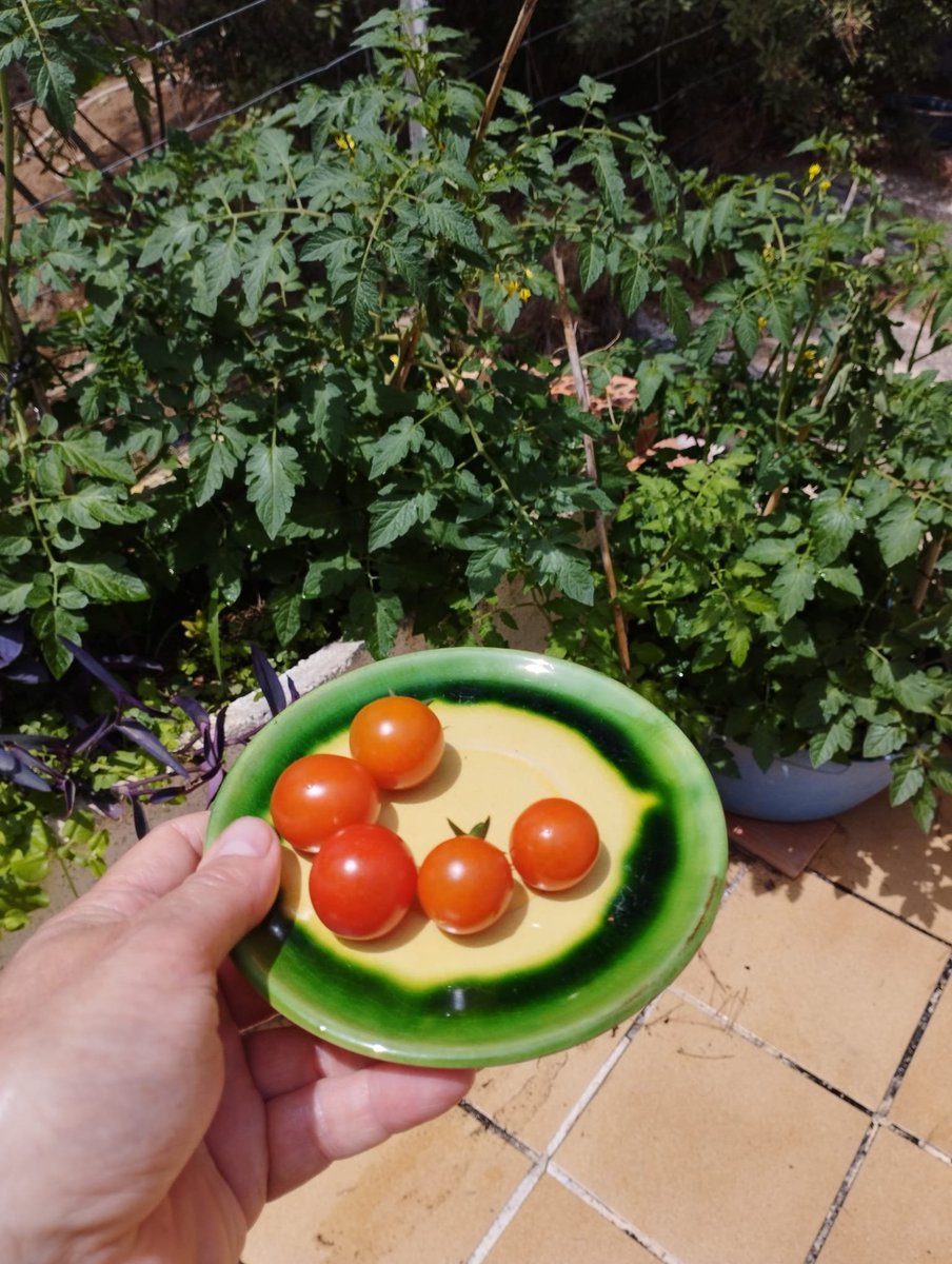 the first of many (I hope) #cherrytomatoes #thegoodlife