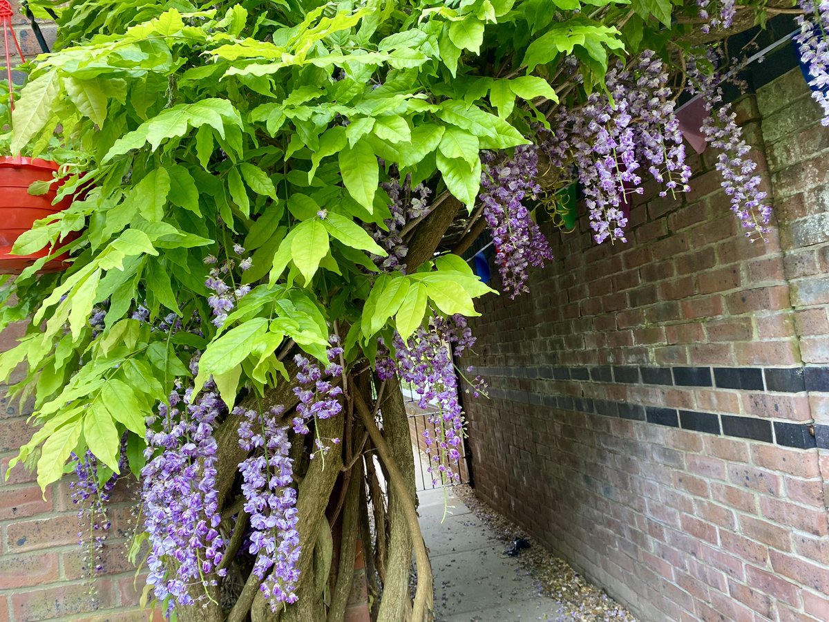 Sorry more wisteria photos ❤️❤️❤️❤️❤️❤️#wisteria