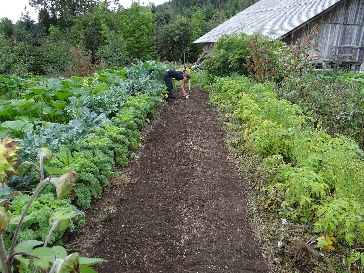 Grow your own food and find freedom in every bite. #HomeGrown #SustainableLiving #OffGridLife