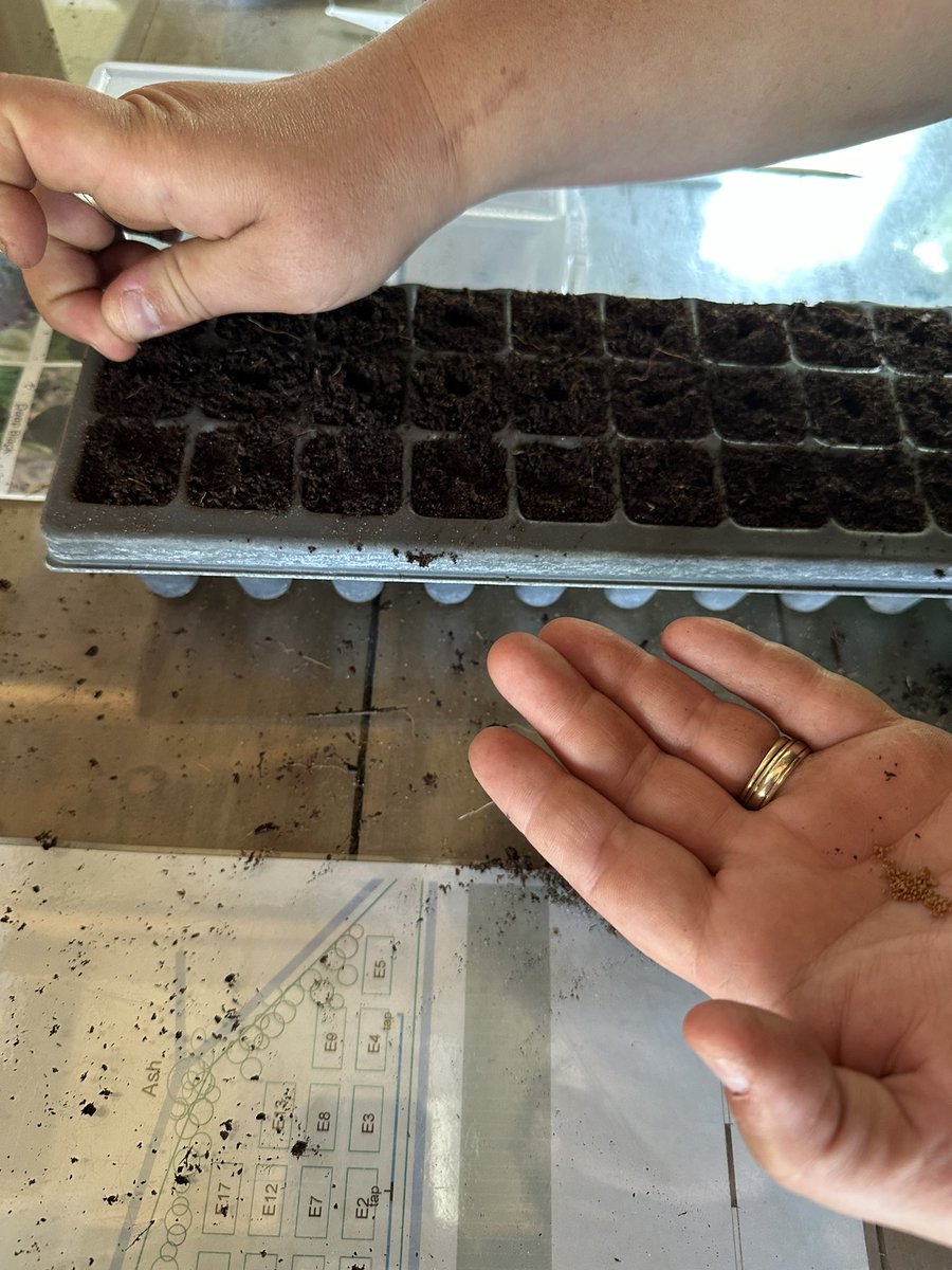 Seeds + compost = Plants…sometime whenever they are ready…no science here just when we get chance and when they feel like it! #plantnursery #seedsowing #seeds #peatfree #peatfreecompost #seagatenurseries #hardyplants #gardenplants #grownfromseed