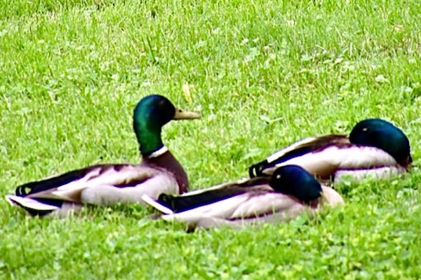 #mallard #ducks #beauty #backyard #wildlife #wildlifephotography #upstateny #birdsofinstagram #ducksofinstagram @audubonsociety #just_newyork #your_best_birds @News_8 @bhphoto @13WHAM #picturetokeep_weekly @news10nbc @shutterbugpix @ROCTopShot #roc_photographer_of_the_day