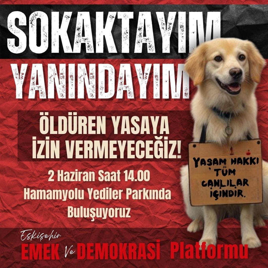 Toplumun her kesimi kadar duyarlı ki 
Gözyaşlarımi tutamıyorum 
İstanbul Ankara İzmir'e gidemeyenler 
Eskişehir Halkı 
Merhamet sahibi insanlar 
Öldüren değil yaşatan yasa istiyoruz

#SokakHayvanlarıYalnızDeğildir