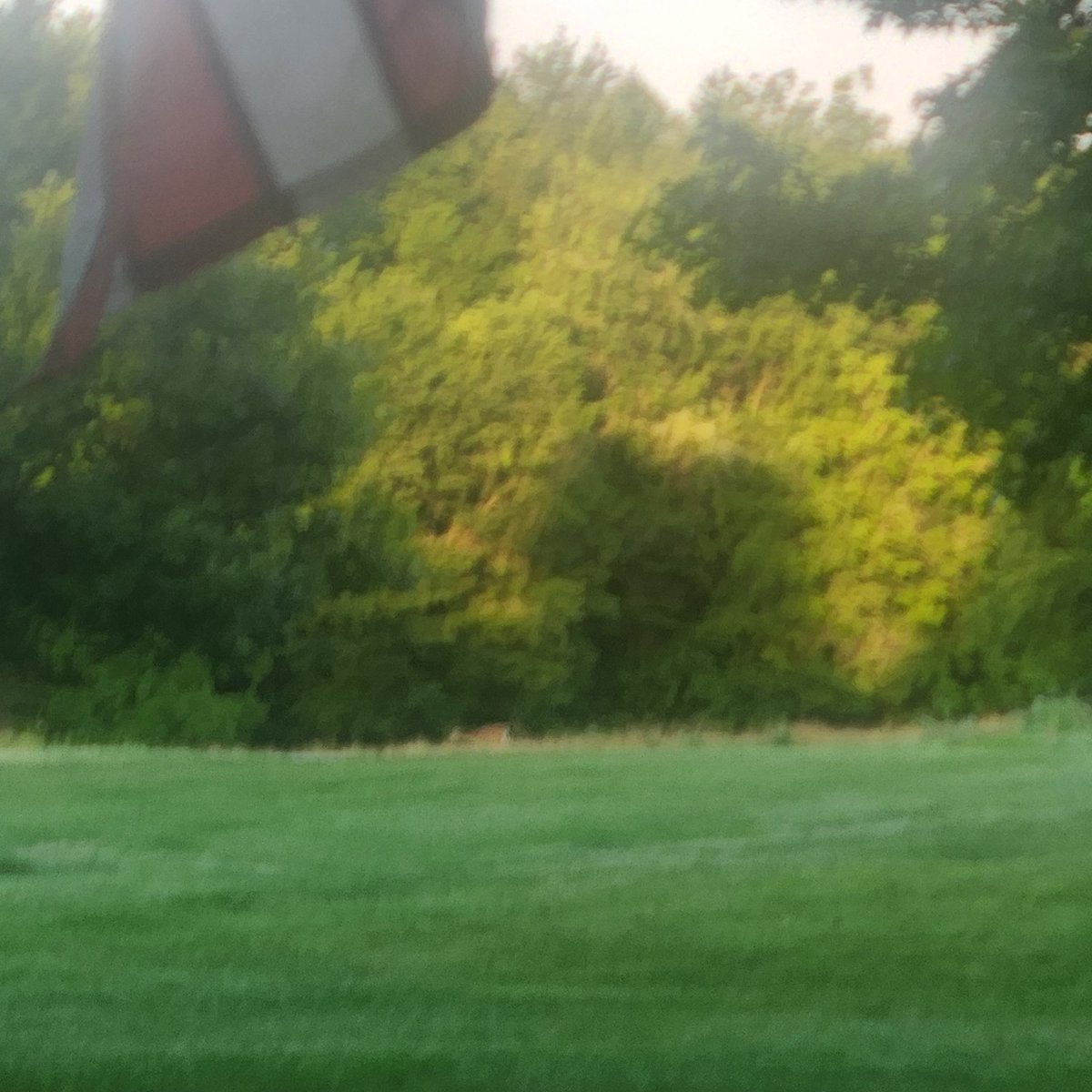 DozzzzzEric's tweet image. Sunflowers are about 2" they can't stay put of them! #foodplots at work