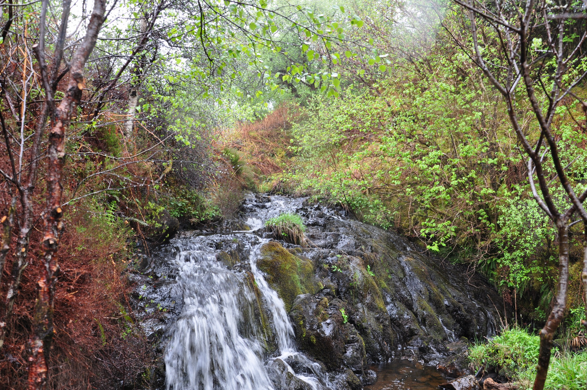 ScFinestWoods's tweet photo. The 2023 winner of the Woodland Trust Scotland Trophy for New Native Woods was Martyn's Wood on Mull. There are 11 trophies at this year’s Scotland's Finest Woods Awards. But hurry, the entry deadline is midnight on Friday. https://t.co/2sh38OGRcA @WTScotsocial #SFWA2024 https://t.co/oxQCoKZNzs