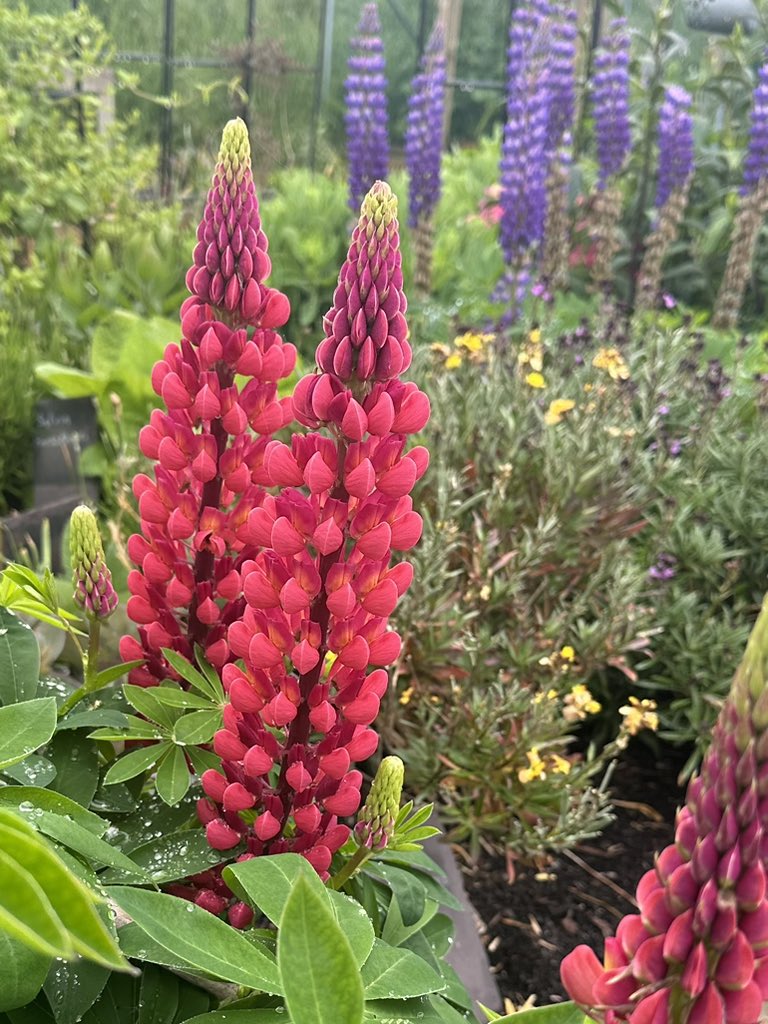 Don’t get me wrong- I am facing the snail and slug slaughter on many of my lovingly sown plants… but something that just seems unstoppable for me are lupins. For many these are a favourite of snaily sluggy buggers… but (obviously tempting fate big time) my lupins remain