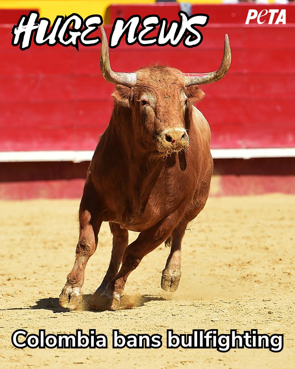 Victory for bulls!!! 

Colombia banned bullfighting! 🥳