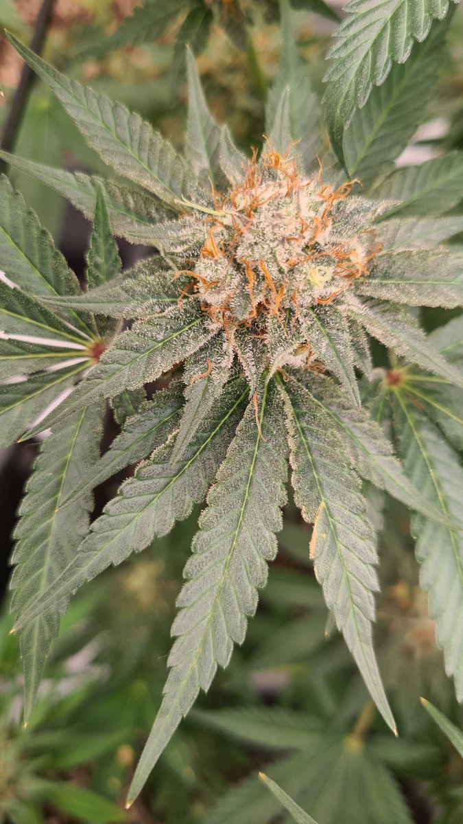 Some nice good old 90's Skunk#1 from Sensi Seeds. 

#growyourown