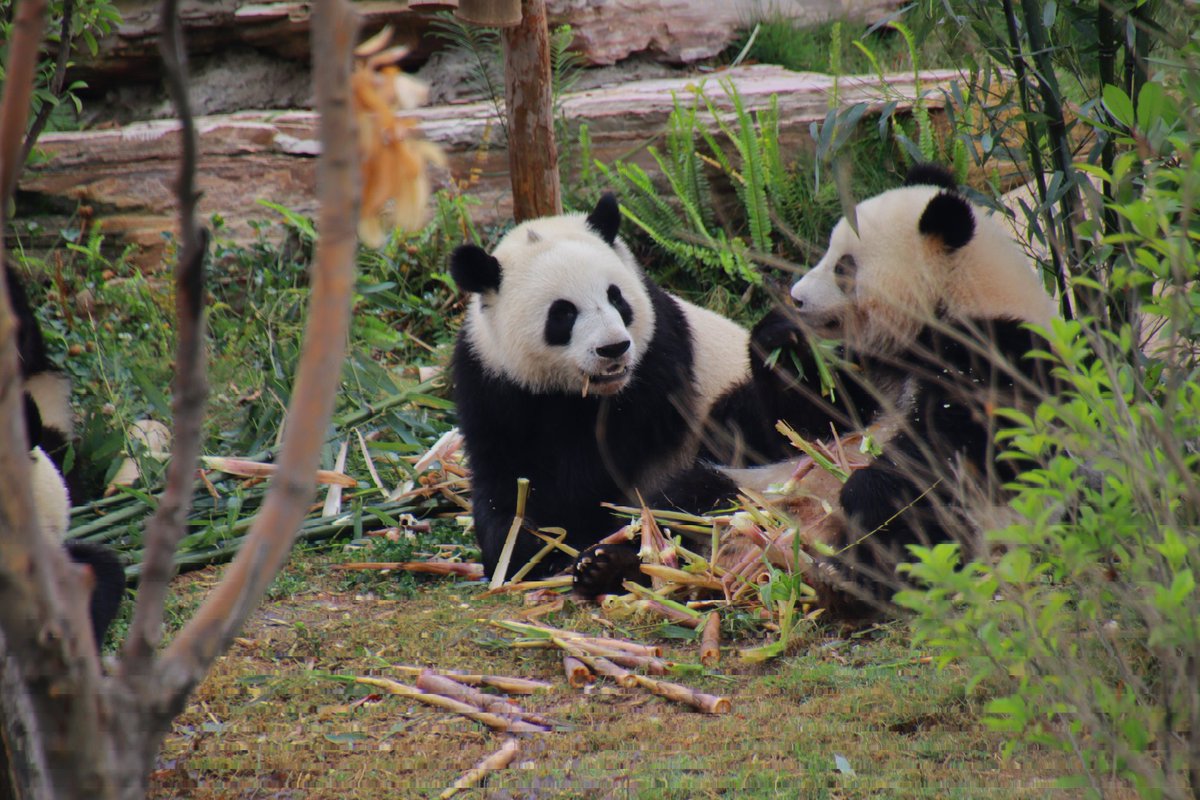 娇毅：北辰，你手上的长吗？

#panda #娇毅 #北辰 #大熊猫 #JiaoYi #BeiChen #大熊猫研究繁育研究基地