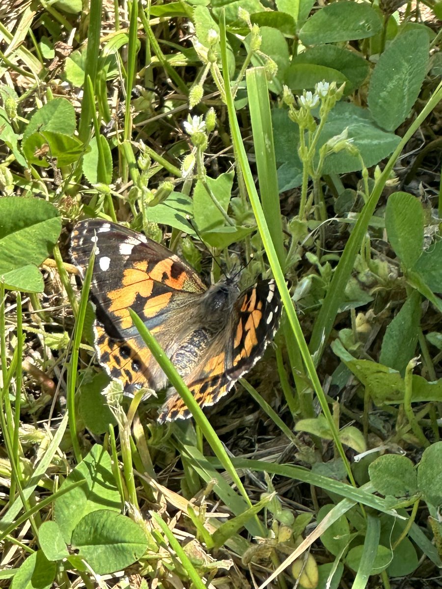 A huge thank you to Ms. Berner and her class for inviting us to their butterfly release. We had so much fun visiting over the past few weeks and seeing how the caterpillars turned into beautiful butterflies! 🐛🦋🧡