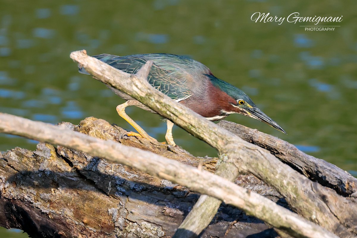 Last good Green Heron pic til next encounter. Love seeing these guys!