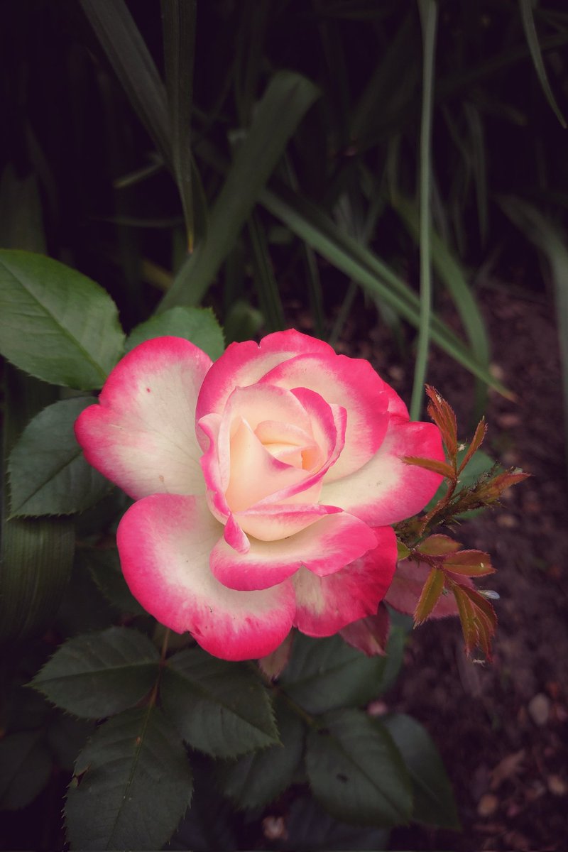 Rosa, rosae, rosae...
Rosa pulchra est

#flowersphotography