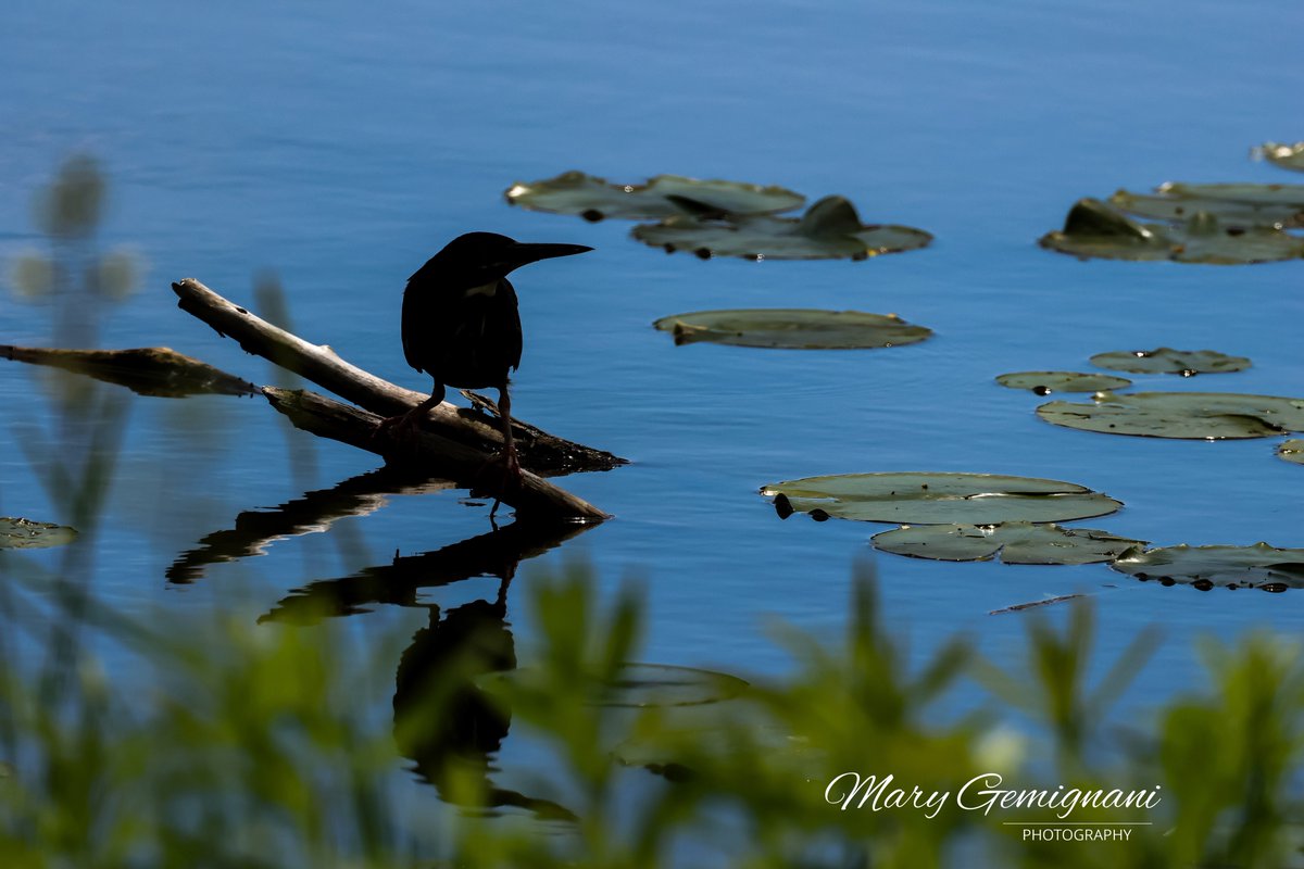 A dark frame with a Green Heron silhouette.