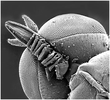 OK mind BLOWN 

<a href="/Ento_Allan/">Allan Cabrero, Ph.D.</a> showed me this amazing micro beefly Leylaiya spp with its concertina mouthparts….

Is this not the most amazing MOUTHPART you have ever seen???