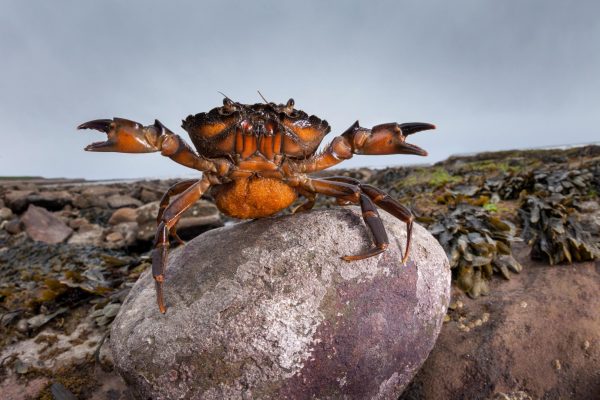 Packing a pinch: Everything you could ever want to know about the UK's crabs trib.al/yyYWSh5