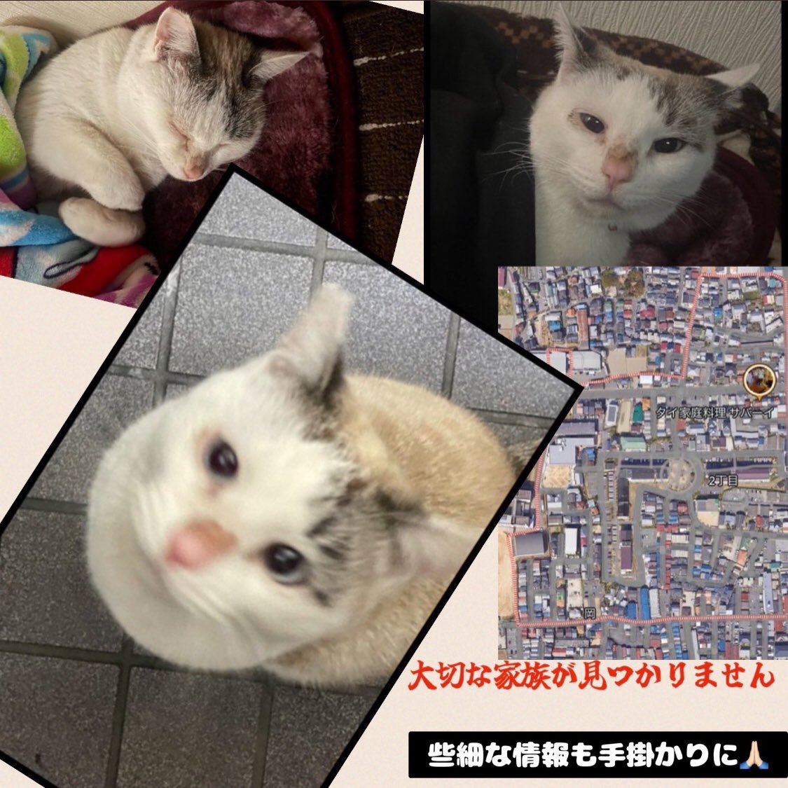 Rubylov65969168's tweet photo. ＃拡散希望

🆘🆘無事でいてほしい‼️🆘🆘

大阪府松原市岡2丁目
2024年3/17の
夜中に自宅を出てしまいました‼️

名前はシロ君♂
耳カット 去勢済 涙やけ両目有り
4歳のとても可愛い子です

どんな些細な情報でも手がかりに
なります
画像に似た子を見かけましたら
どうか情報をお願いします🙏
DMを🙏 https://t.co/ry6x0nJRWH