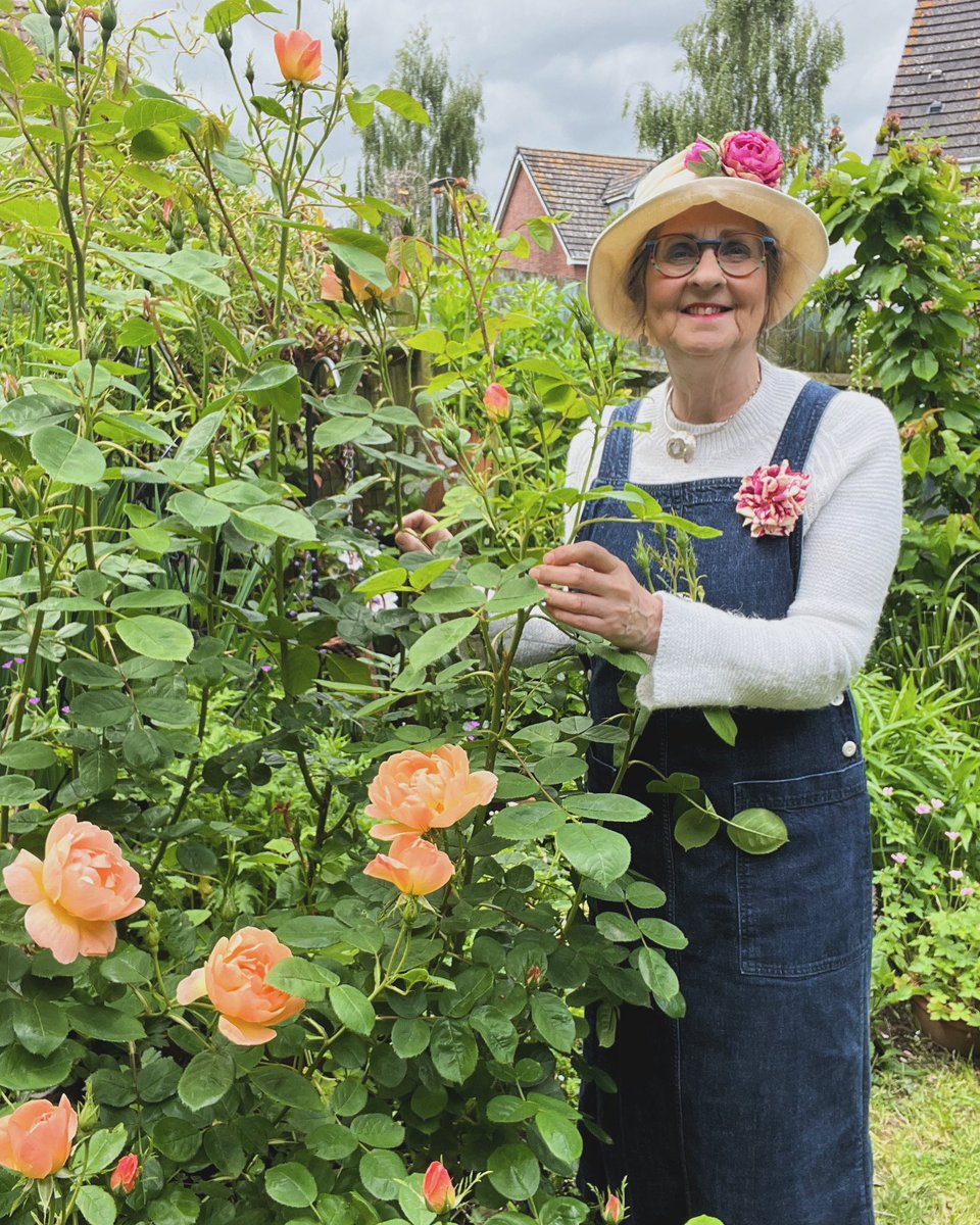 My wonderful #rose #larkascending is finally in flower! #RoseWednesday #loveroses #artinspiration