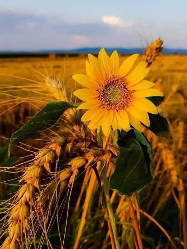 Good afternoon!☀️🌻🌿