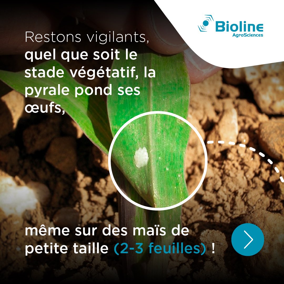 Bioline #bioControle 🐝🐞🕷 tweet media
