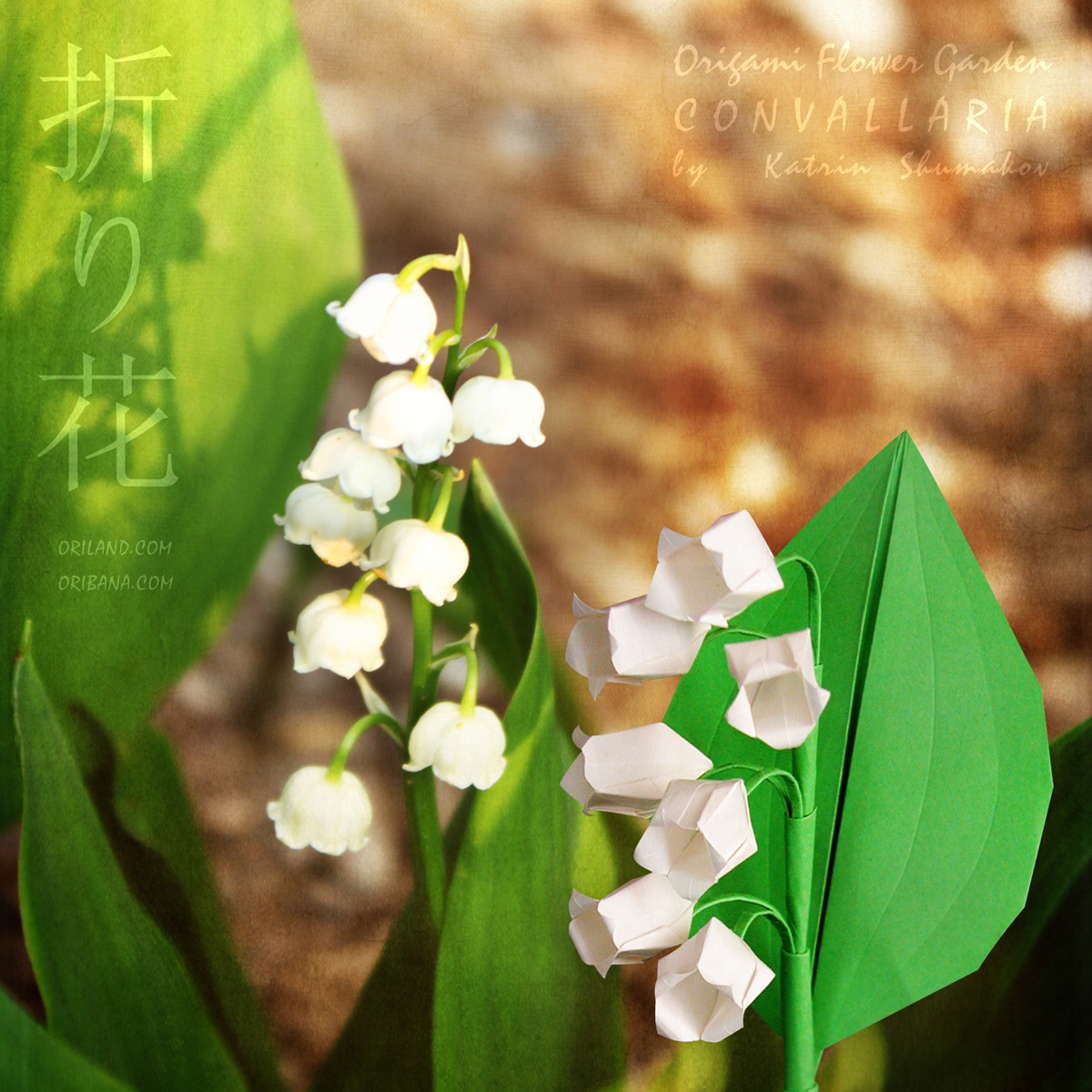 Lily-of-the-Valley - the real ones & origami sisters :-)

#Origami #Flower #Garden. Convallaria

Convallaria (Lily-of-the-Valley) designed by Katrin Shumakov (c)1998
Diagrams @ #ORIBANA CHARM collection 
oriland.com/store/collecti…

Happy folding!
#paper #art #designs