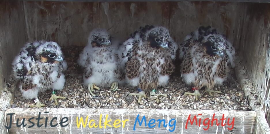 Rochester Eyas Line Up 5/28/24. cp #ROC #peregrine #falcon