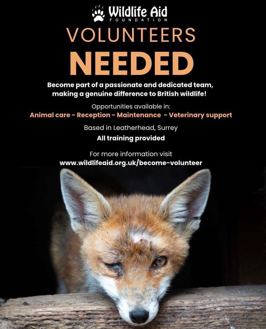 Fancy doing something different this summer? 🦊🦡🦇🐥🦉

Join the WAF family, today - wildlifeaid.org.uk/become-volunte…