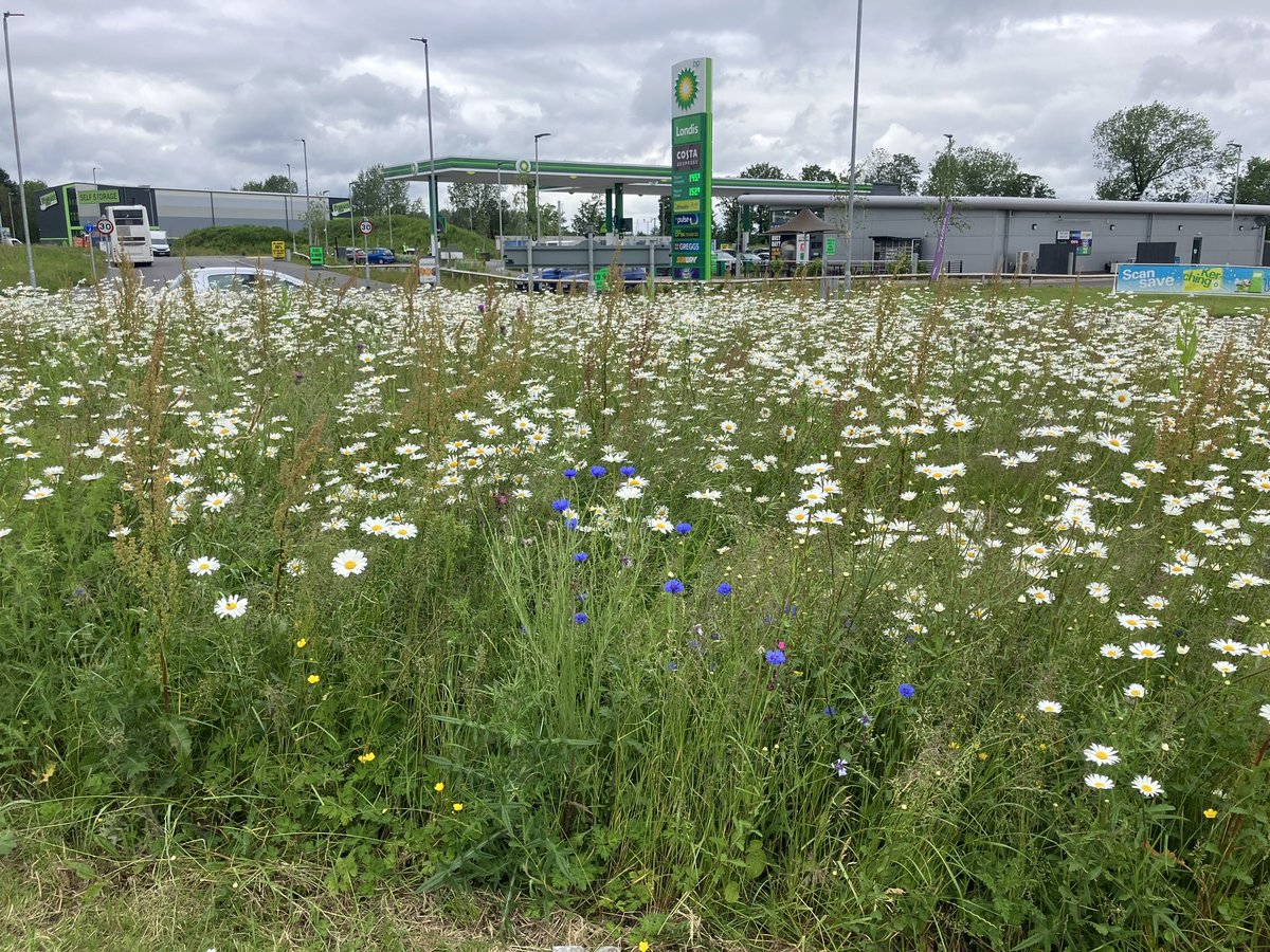 Blooming good. wild flowers in full bloom on Winsford 1-5 Roundabout