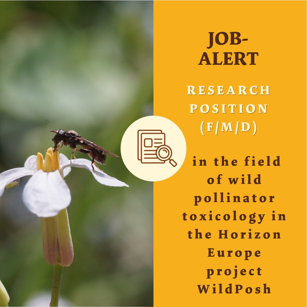 👀 Are you interested in doing research in the field of pollinators? 🐝 Seeking a highly motivated, enthusiastic junior scientist to study wild pollinator toxicology in the EU Horizon Europe project WildPosh. Interested to apply? Find out more via [nature.uni-freiburg.de/ressourcen/the…]
