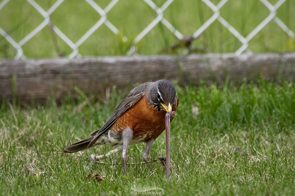 The early bird gets the worm they say.. #robin @treetanner @mikesobel