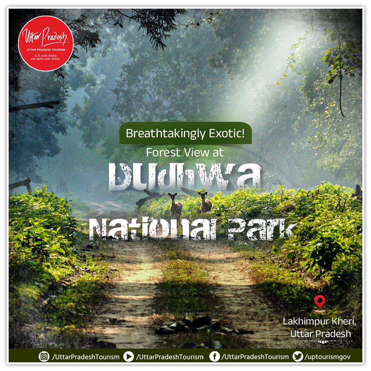 Soak yourself in the breathtaking Forest View at #DudhwaNationalPark. Witness the majestic #wildlife, lush greenery, and serene ambience of one of India's finest national parks. Perfect for nature lovers and adventure seekers alike! #Ecotourism #IntoTheWild #LakhimpurKheri