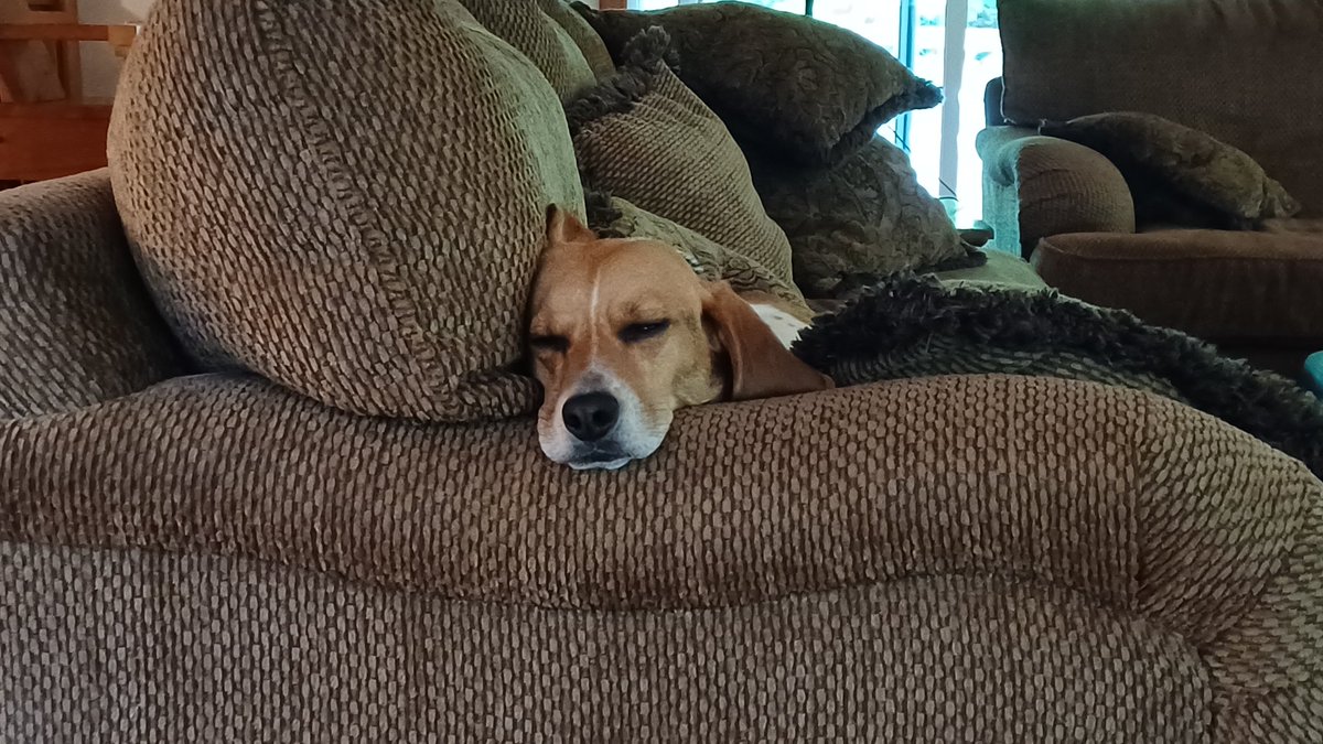One of his favorite spots...
#beagle #_xdogs