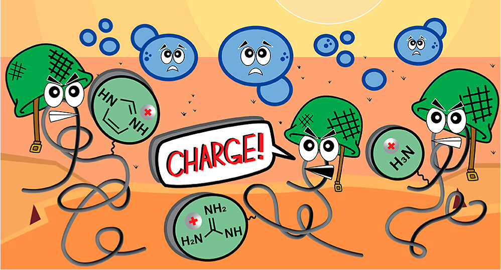 Schaefer, Melodia, Pracey, Corrigan, Lenardon, and Boyer's article continues to be this year's #MostRead in #Biomacromolecules!

Mimicking Charged Host-Defense Peptides to Tune the Antifungal Activity and Biocompatibility of Amphiphilic Polymers ➡️ go.acs.org/9ym 🤩