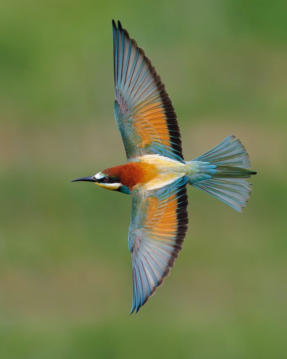 Bee-eater (Germany) 🇩🇪 📷 Patrick Donini ©️ #Wildlife #nature #birds