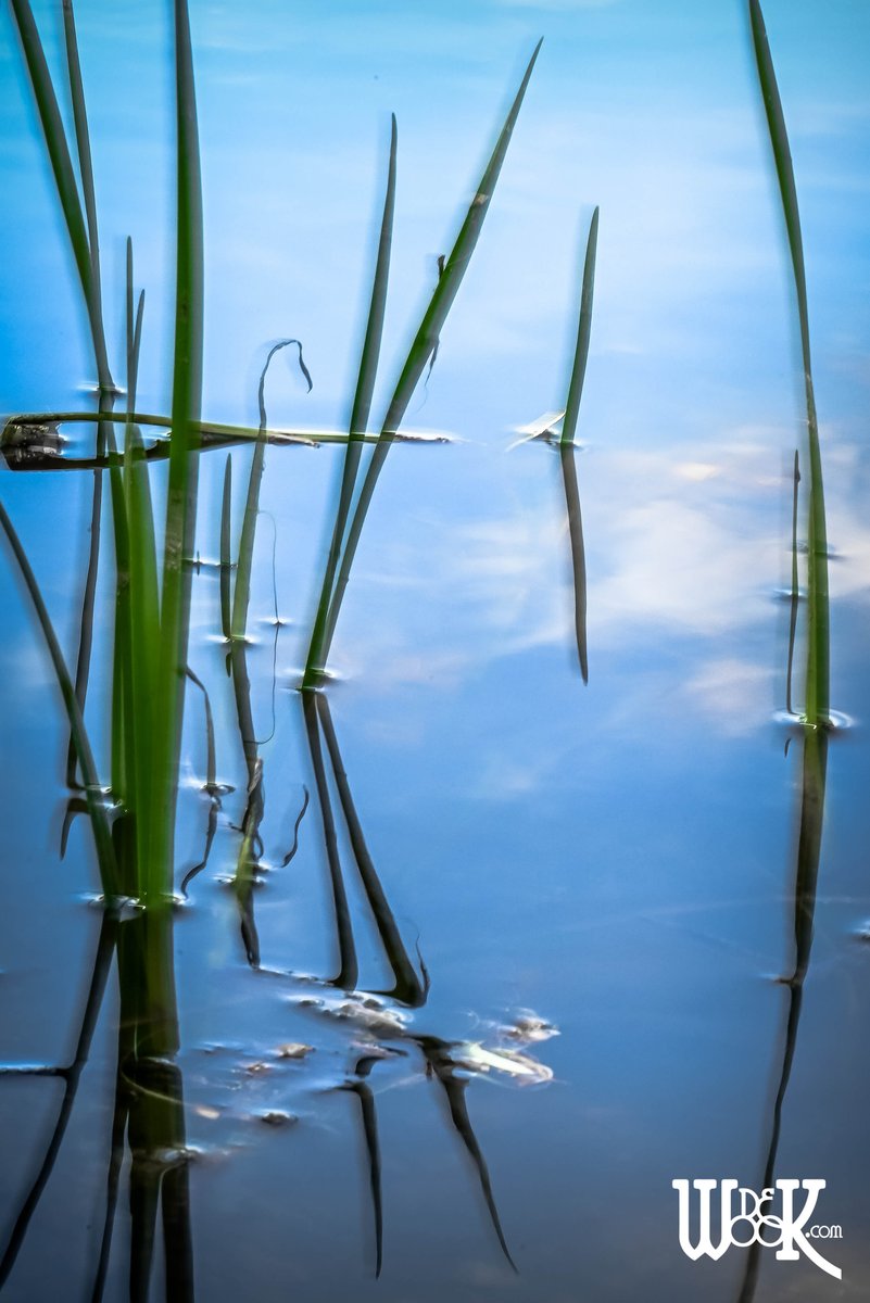 Immerse yourself in the beauty of nature with 'Pond Reflection' 🌿✨ Discover the calming essence of the natural world. Explore more at dewook.com #NaturePhotography #Reflections #ExploreOutdoors #bookwook #dewook #shopwook