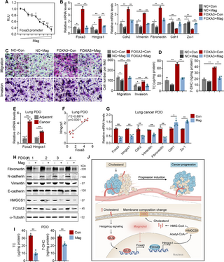 FOXA3 regulates cholesterol metabolism to compensate for low uptake during the progression of lung adenocarcinoma dlvr.it/T7YF8P @PLOSBiology