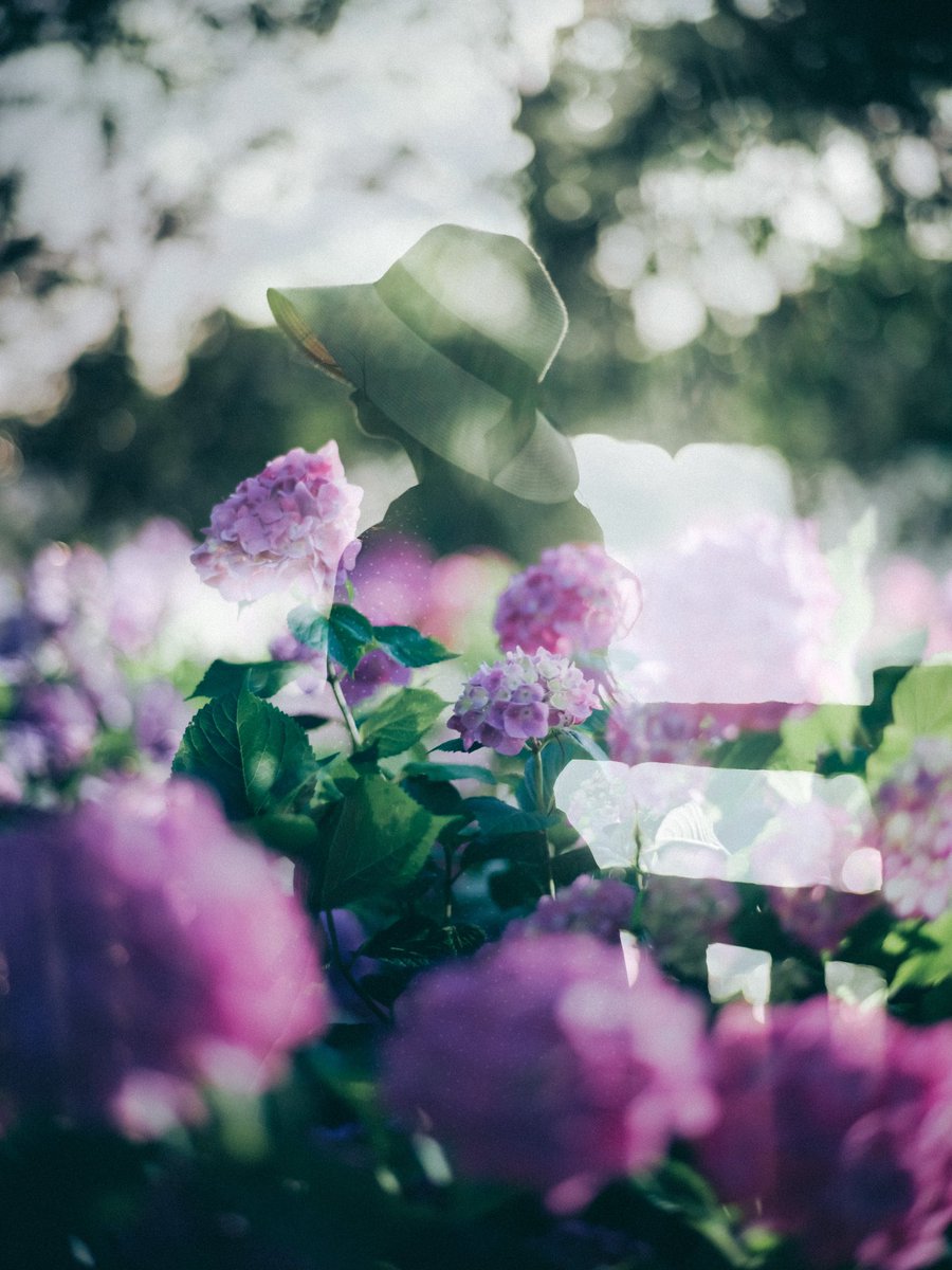 紫陽花が恋しくなる頃。