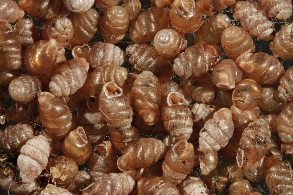 AI-assisted ID of obscure animals is growing. What better objects to use for training than well-authenticated museum specimens? As part of an #ArtificialIntelligenceMW project, @Liebniz_LIB have borrowed some of Vertigo snails, including rare ones being conserved by <a href="/NaturAmByth/">Natur am Byth!</a>