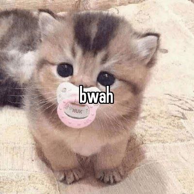 Cattacake's tweet photo. @kemsdreaming MEOW https://t.co/5jyh4jTQfp