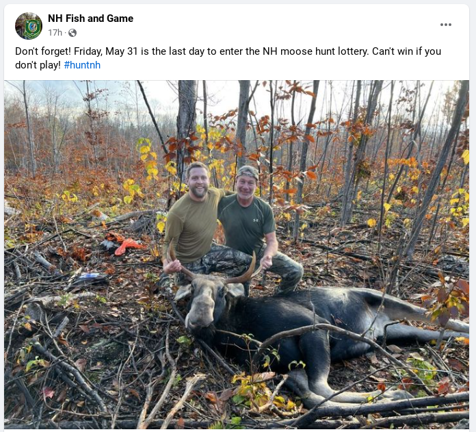 One of the biggest scams @NHfishandgame puts out to the public is that we 'need' to hunt #moose. The dwindling population is still utilized for trophy hunts and to bring in revenue. Moose killing = $$$$, that's it.
#EndNHMooseHunt #ProtectNHWildlife