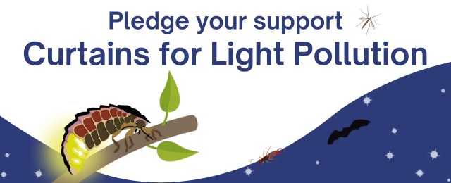 Did you watch @BBCSpringwatch last night, where they discussed #LightPollution & the research behind why #moths are drawn to light? 💡Want to know more & what you can do to help all of our smallest creatures? 👇 buglife.org.uk/campaigns/ligh… #NurtureTheNightShift #MothsMatter