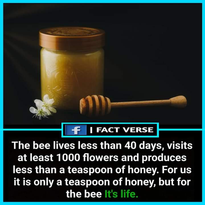 Pollen Buzz Initiative tweet media