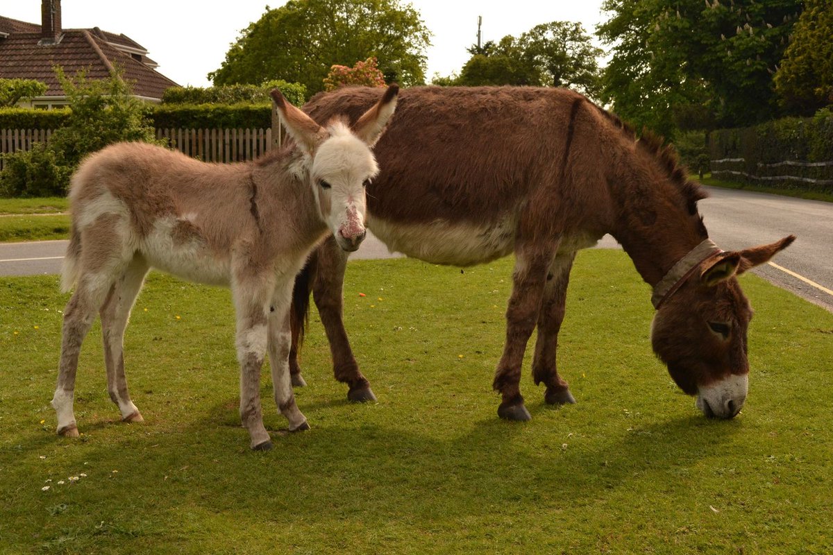 TheNewForestUK's tweet photo. 🦌🌳Slow Travel is an easy trend to follow if you’re staying somewhere beautiful🦡🏡.The New Forest is a perfect example, especially if you are staying in one of @newforestcottages.Where the wildlife comes to you.Take a look at New Forest Cottages: https://t.co/TsTBvvjo3c https://t.co/Oz6ecp6rVe