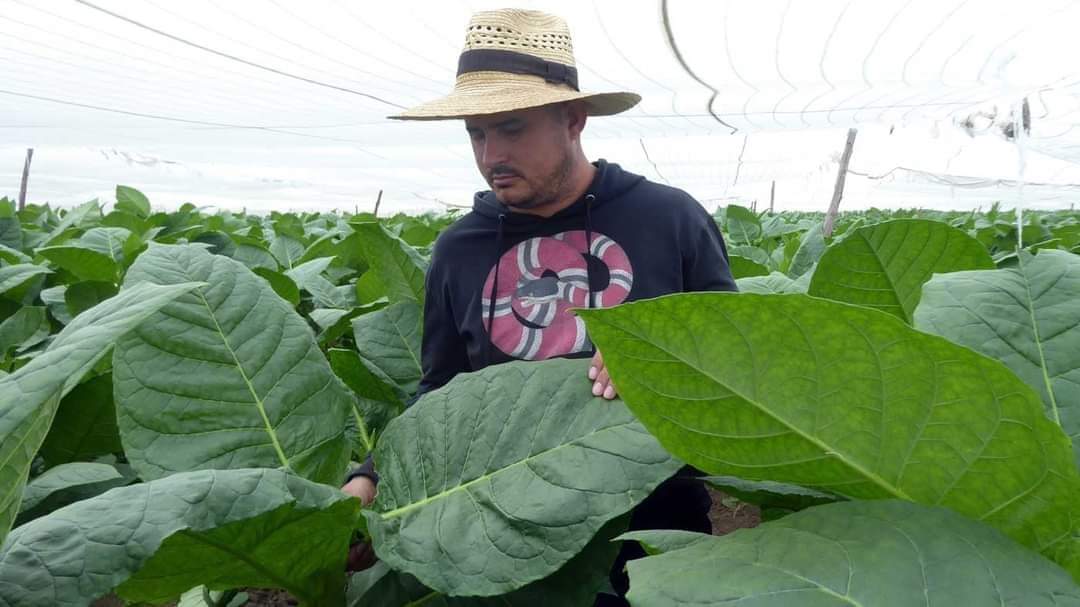 Felicidades a todos los trabajadores del sector tabacalero, el reconocimiento por su incansable labor y defensa de nuestra identidad. Gloria Eterna al líder de la clase obrera. #GenteQueSuma #PinarXNuevasVictorias #Cuba