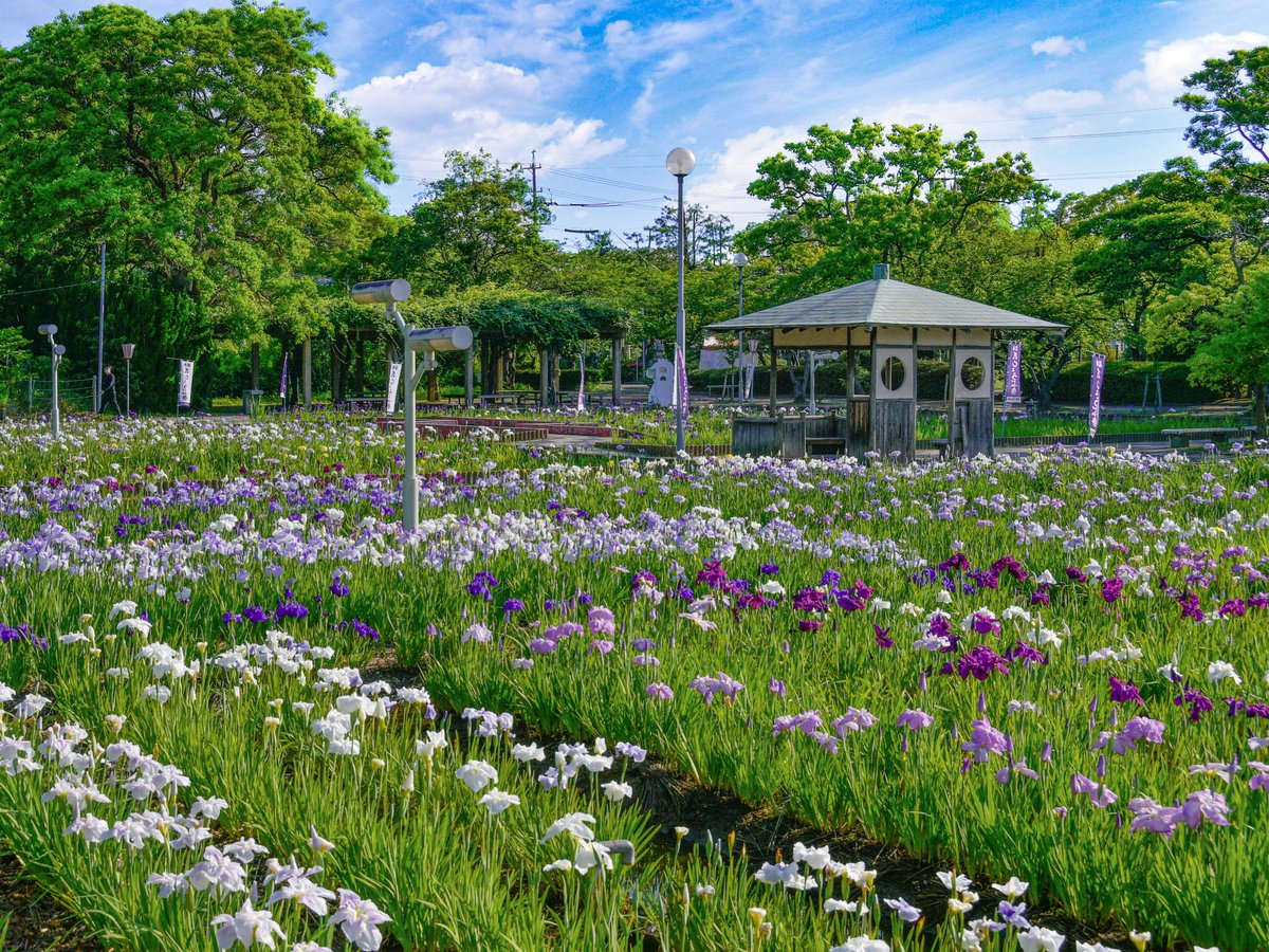 ～6/9 碧南市　花しょうぶまつり＜#碧南市＞ aichi-now.jp/spots/detail/1… 油ヶ淵の北側に位置する公園「油ヶ渕遊園地」には、花しょうぶが1万8千平方メートルの敷地に80品種・1万3千株植えられています。 イベント期間中には、お茶会や写生大会、日没後に、なんば提灯のライトアップなどが開催されます。