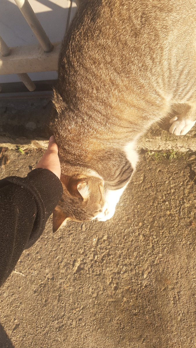 gatinho da rua