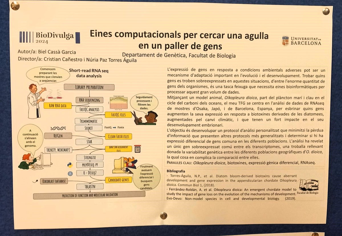 🎉📢 La nostra enhorabona a Biel Cassà Garcia, estudiant de @evodevogenomeUB guanyador de la segona edició dels Premis BioDivulga! 🏆👏 El seu pòster 'Eines computacionals per cercar una agulla en un paller de gens' és espectacular! 🧬🔍 #Biodiversitat #RecercaIRBioUB