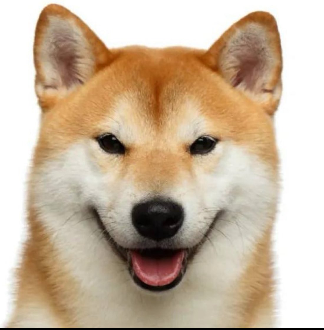 W0LF0FCRYPT0's tweet photo. The dog is on steroids.

Whales are in. https://t.co/ITwkiukGtW