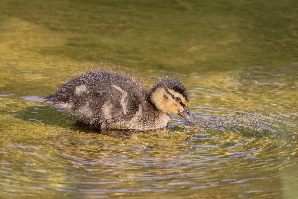 Duckling 

#bbcearth #springwatch  #bbcwildlifepotd  #liveforthestory #nature #wildlife 
@HMWTBadger @Natures_Voice @Hertsbirds @CanonUKandIE @BBCSpringwatch