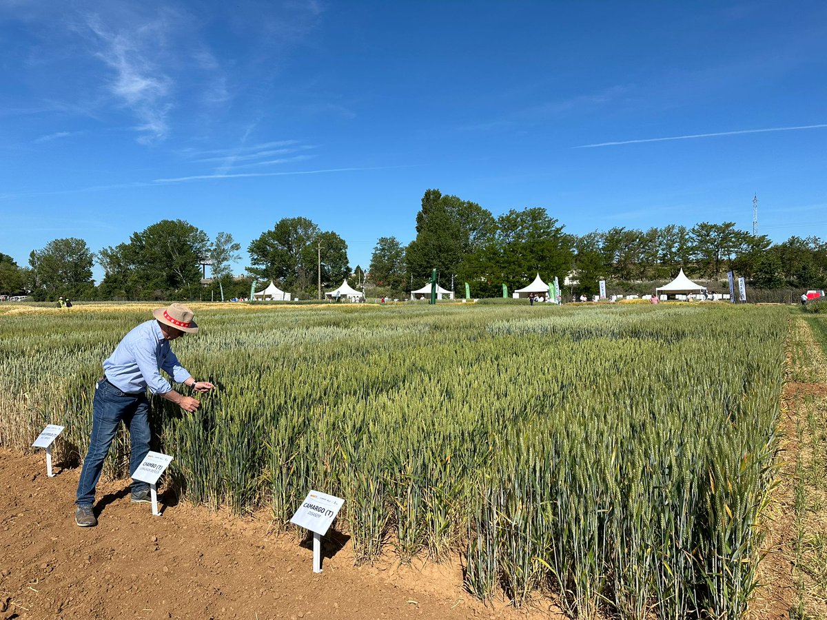 Tras el foro técnico de ayer, hoy toca demostraciones a pie de campo en la IX edición de las Jornadas @GENVCE celebradas en la Finca Zamadueñas @ITACYL @mapagob Enhorabuena a los organizadores por la excelente propuesta. #Innovación y #agricultura tienen que ir de la mano #ASAJA